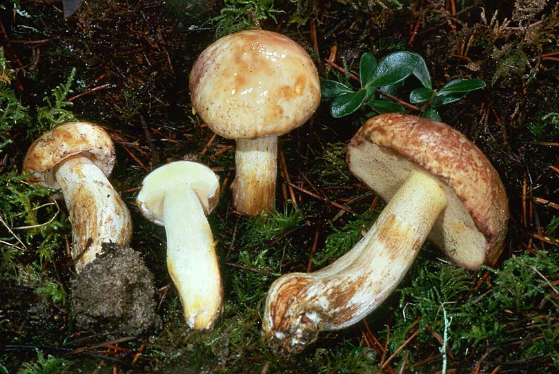 Suillus brunnescens